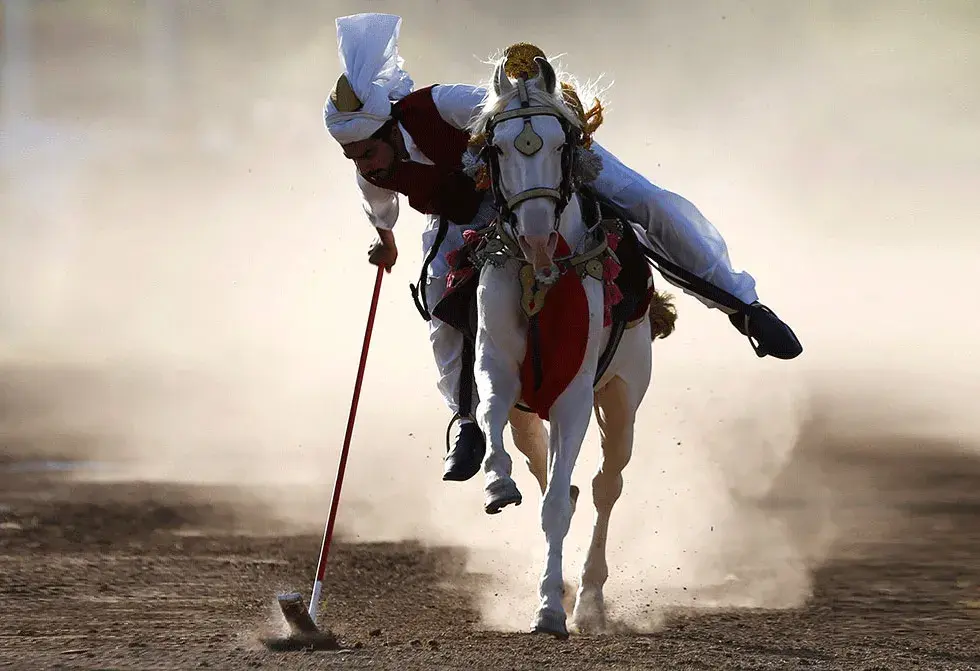 A rider leans low off a white horse, lance planted on the peg